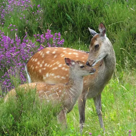 Aughrim Holiday Village No 14 By Trident Holiday Homes Ferienhaus